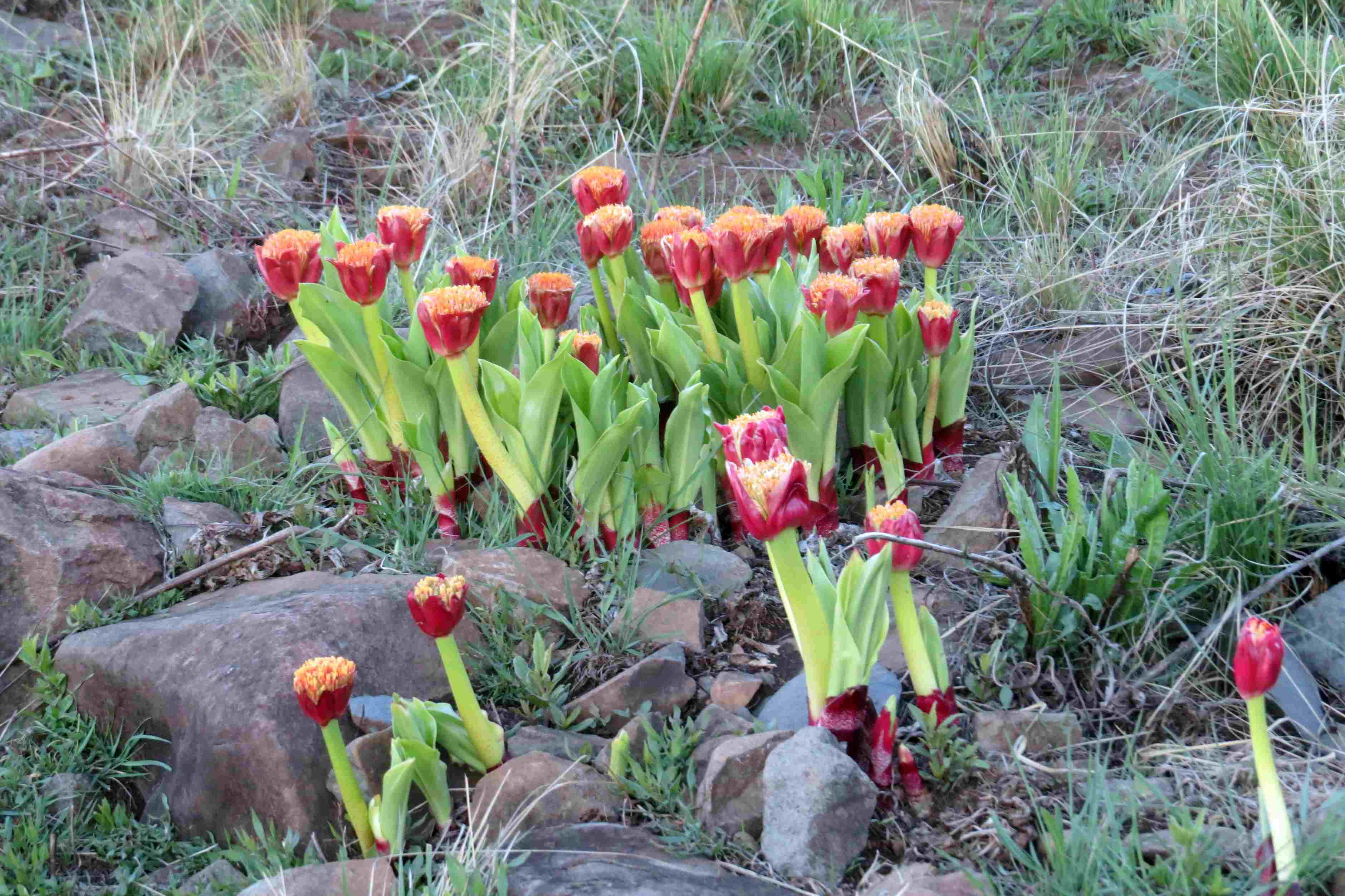 Blood_Lillys