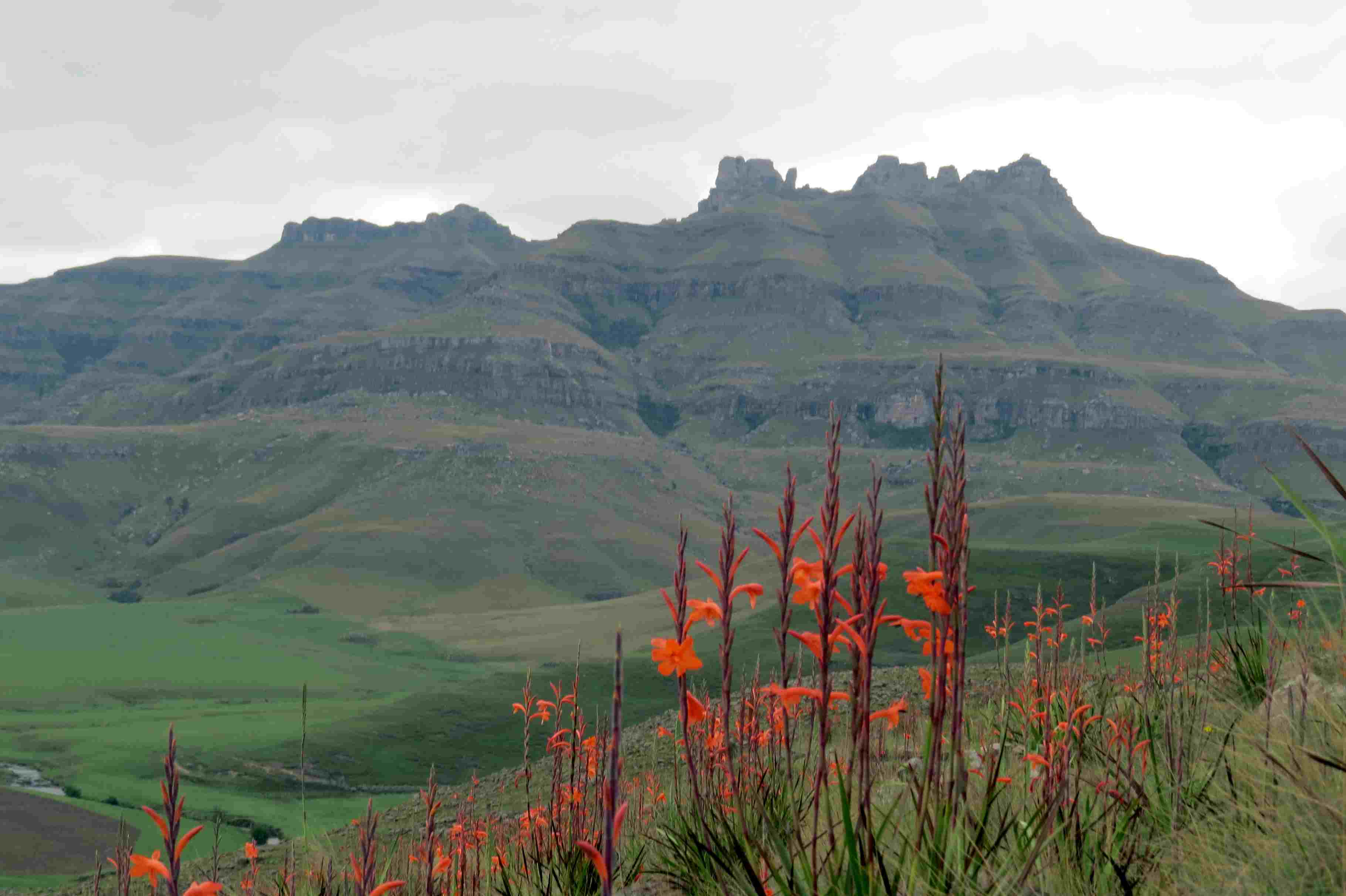 Watsona_ (Copy)
